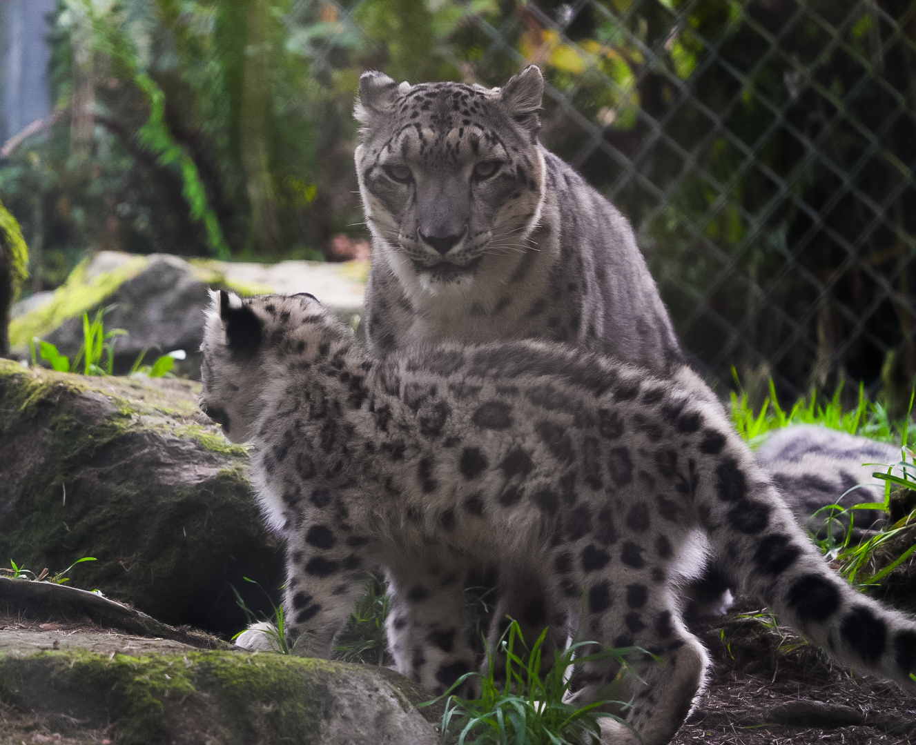 Snow Leopard Mother & Cub