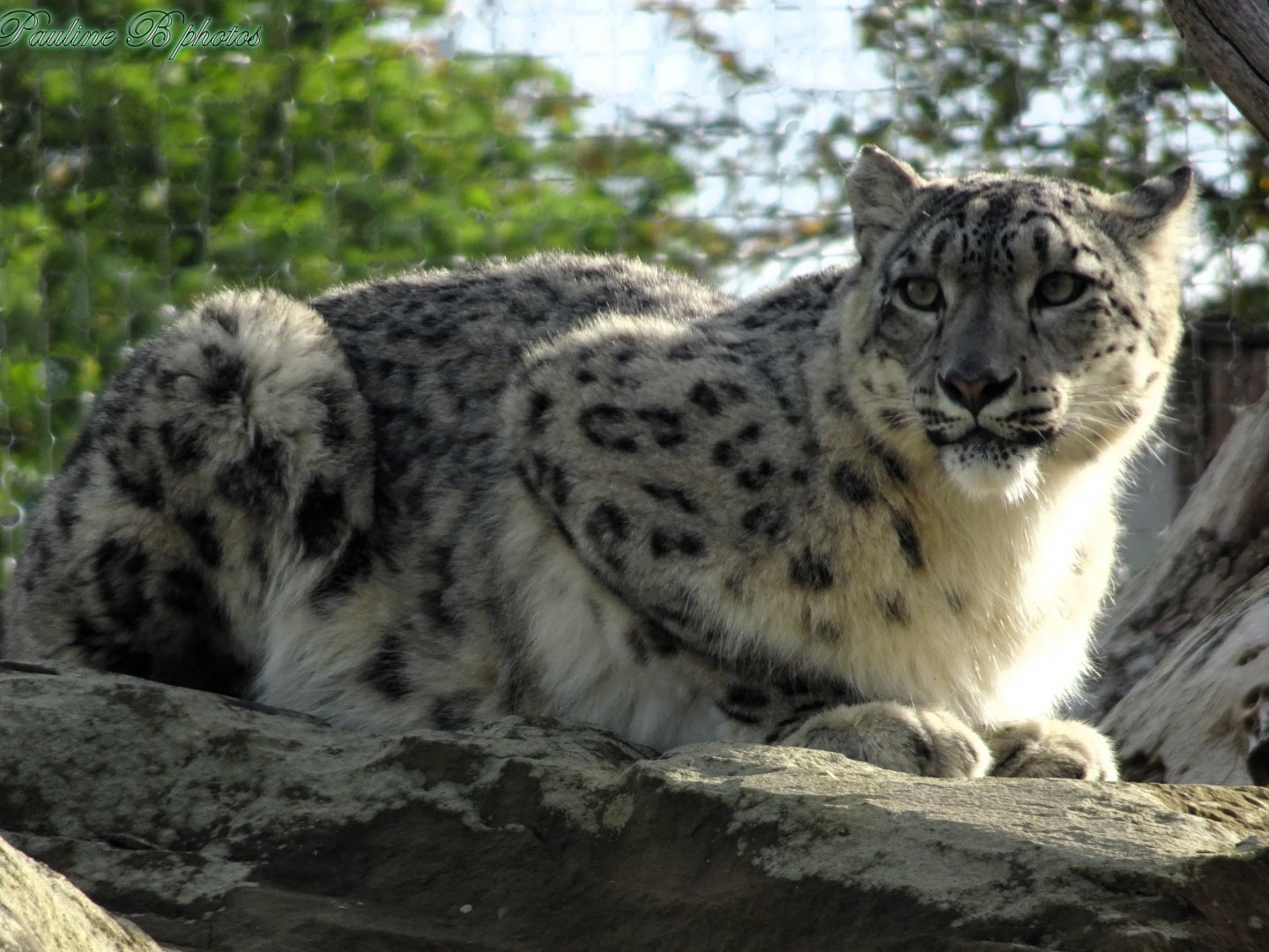 Snow Leopard mum Nubra  5 October 2025