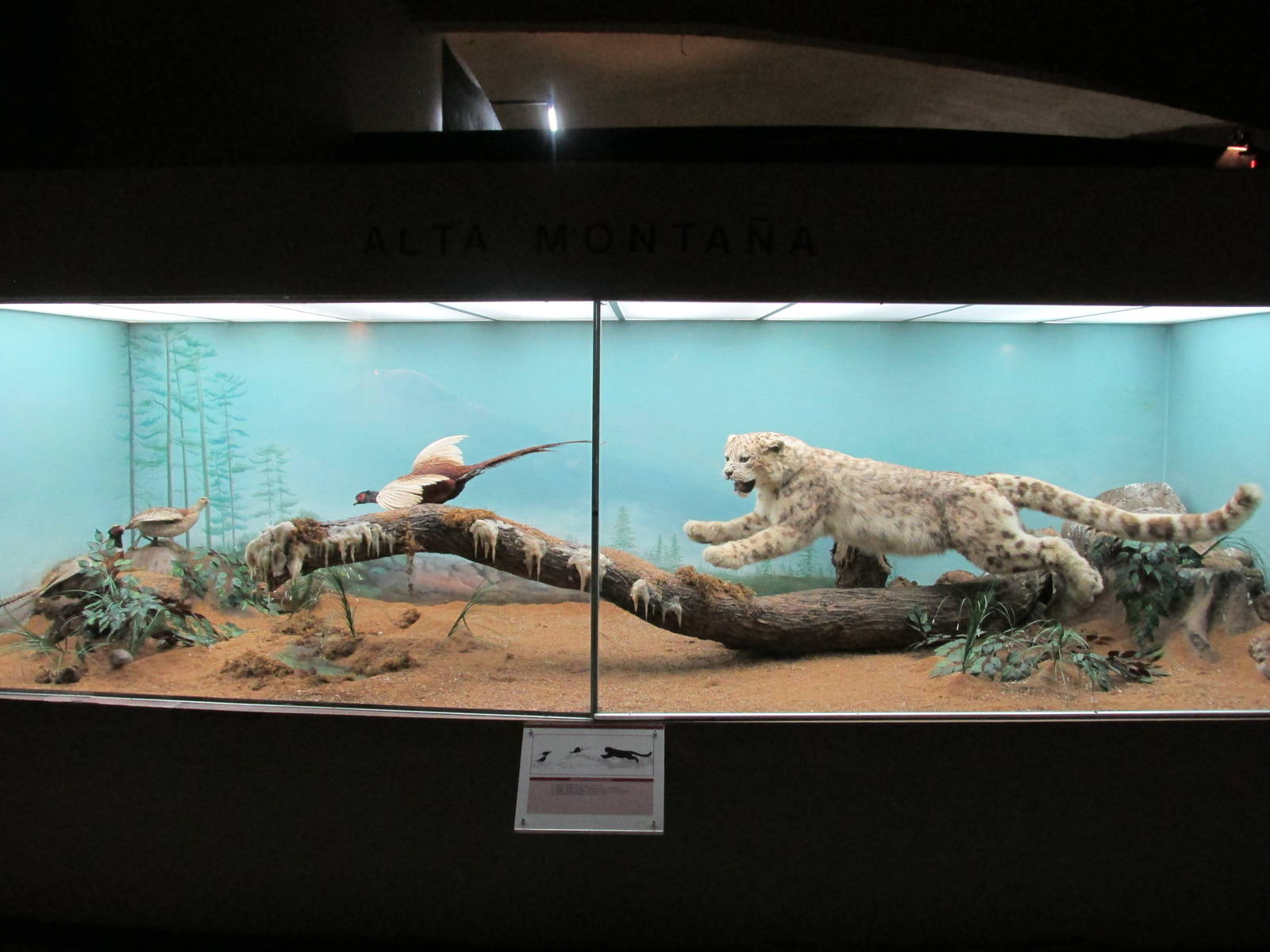 snow leopard museo de historia natural