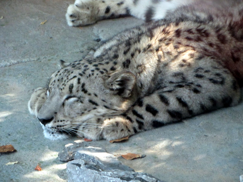 Snow Leopard Nap Time