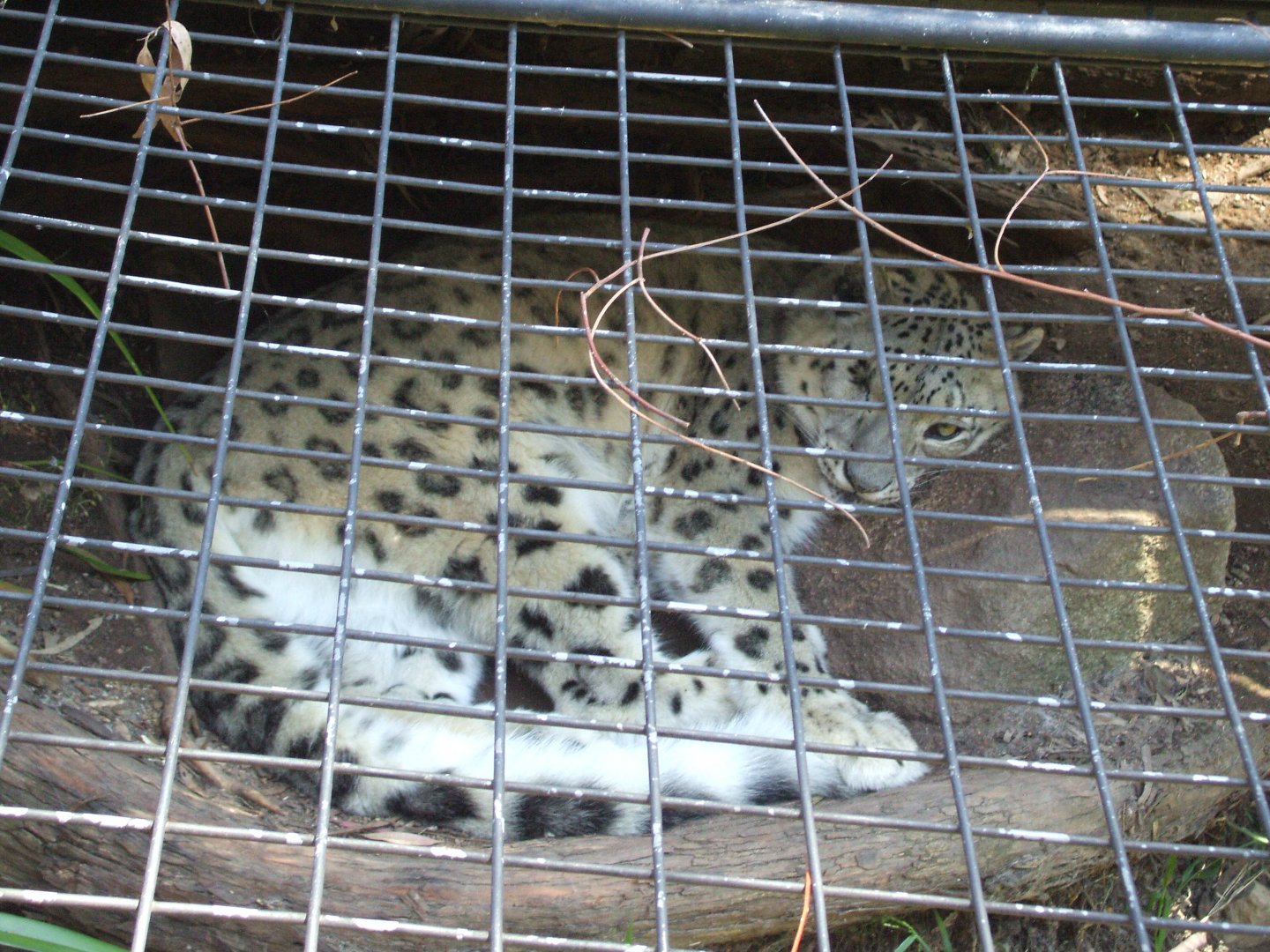 Snow Leopard, National Zoo, 2010