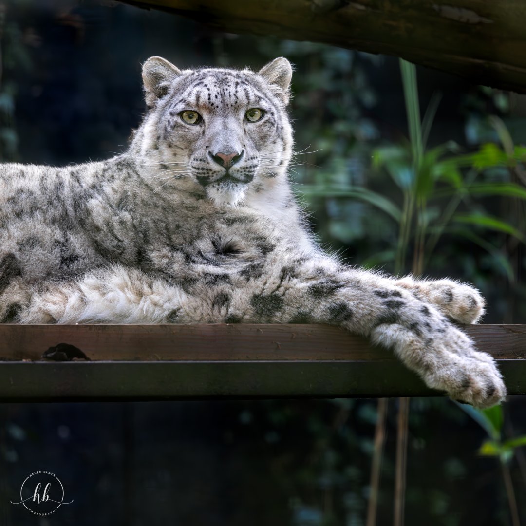 Snow Leopard (Nefeli) / Linton Zoo / 17-11-24