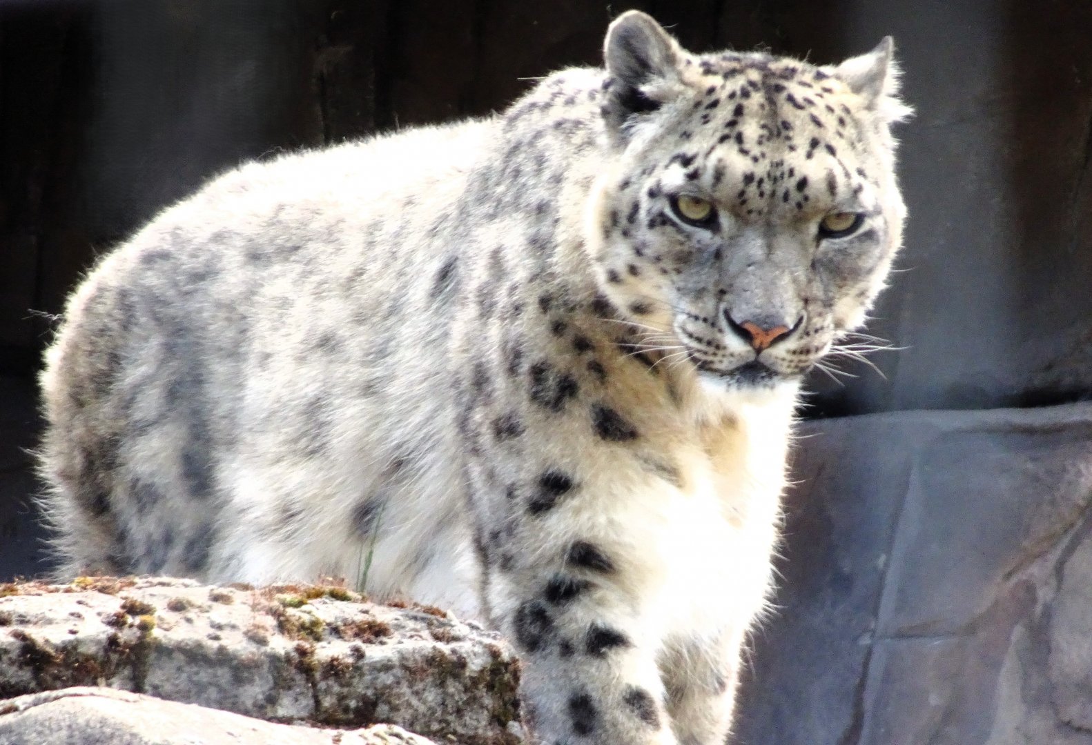 Snow Leopard  Nela 22 May 2025