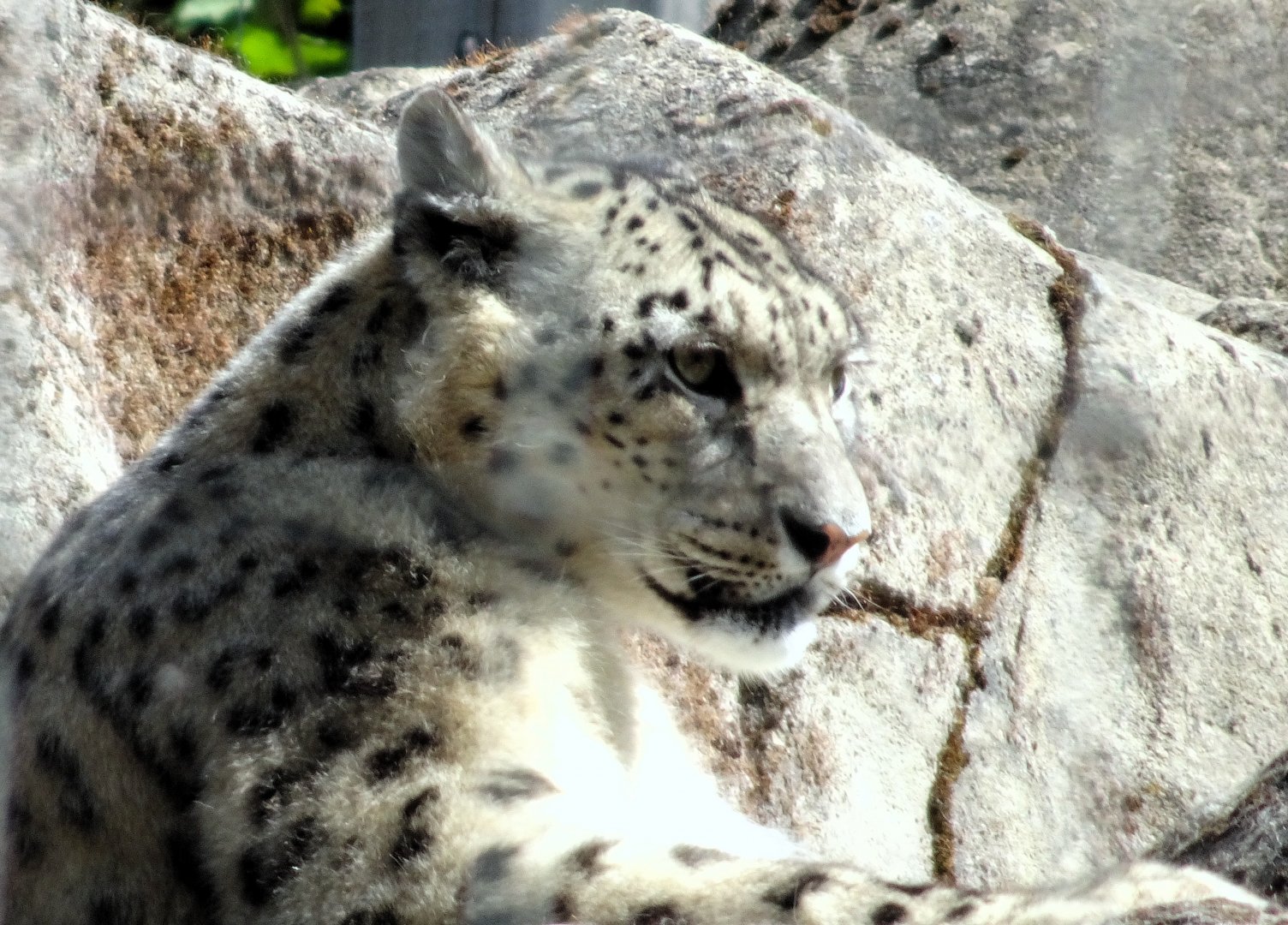 Snow Leopard  Nela 22 May 2025