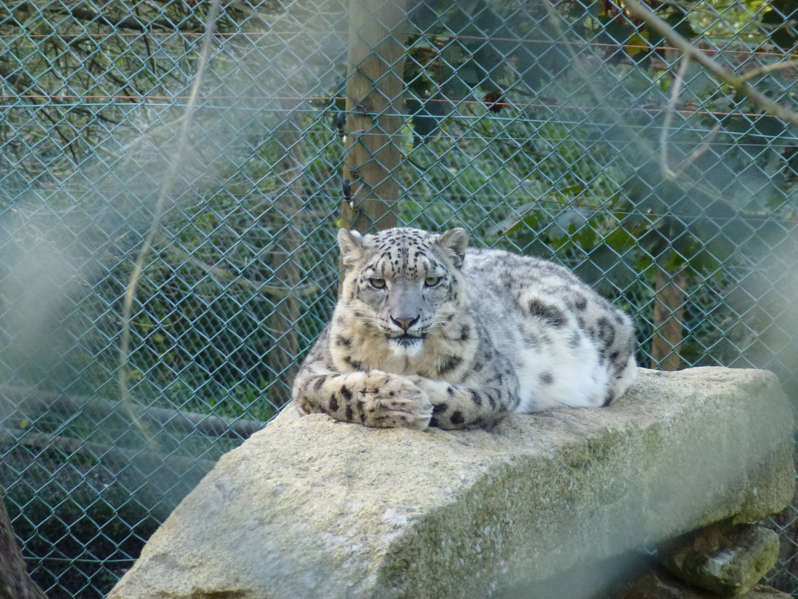 Snow leopard, November 2013.
