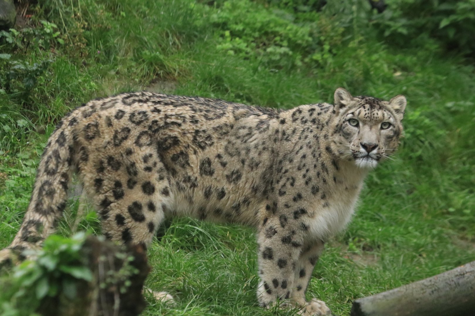 Snow leopard (November 2019)