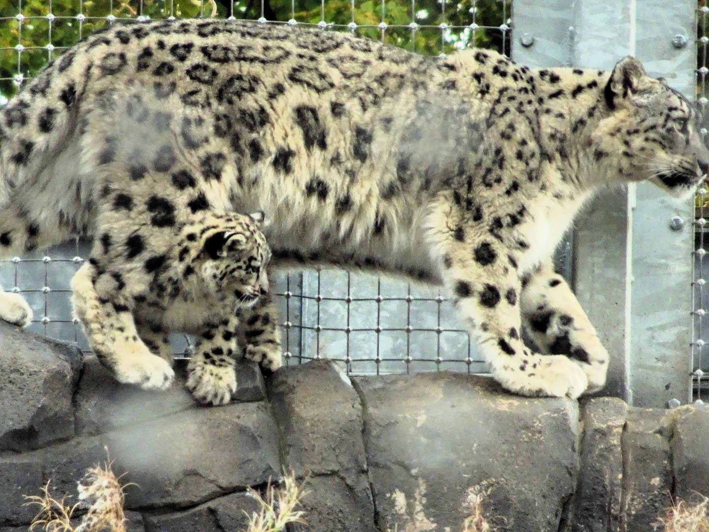 Snow Leopard Nubra with cub Bheri  13 September 2025