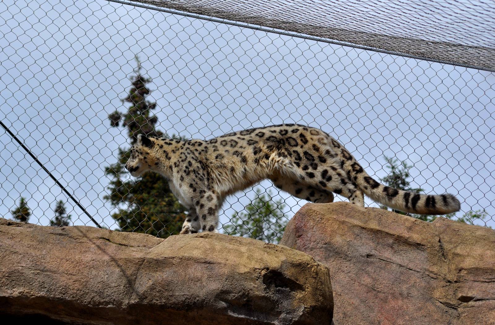 Snow Leopard observing Dall Sheep Exhibit