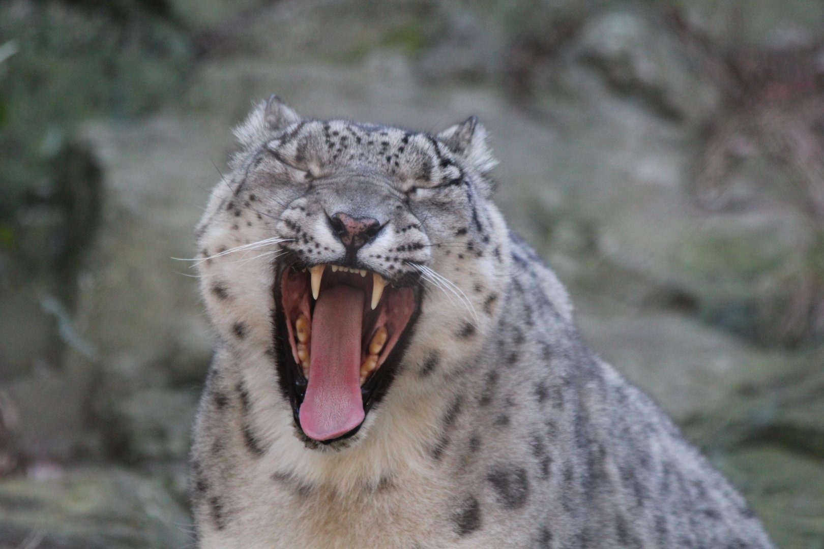 Snow Leopard - Oct 2017