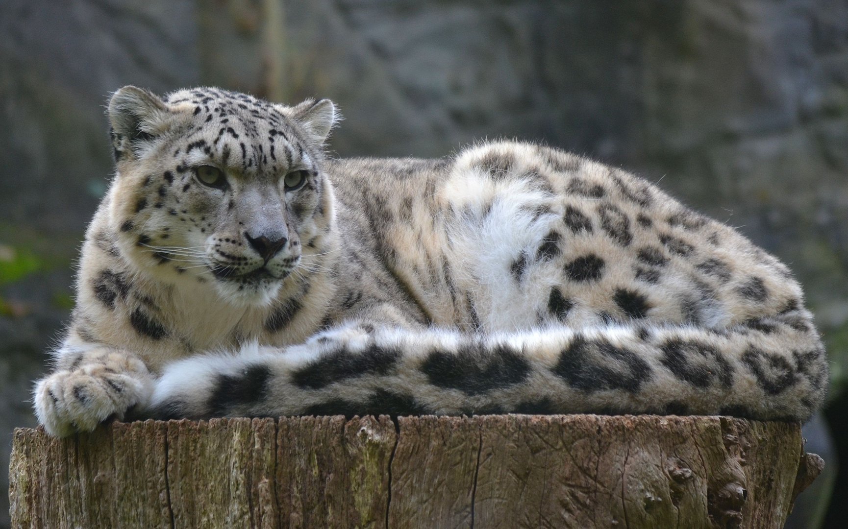 Snow Leopard - October 2016