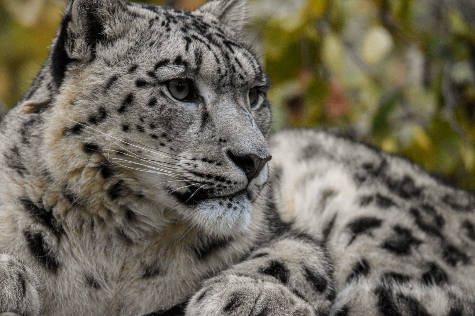 Snow leopard (October 2020)