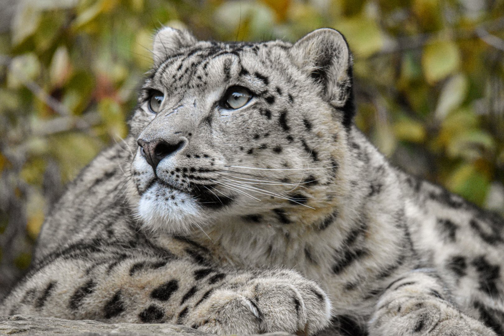 Snow leopard (October 2020)