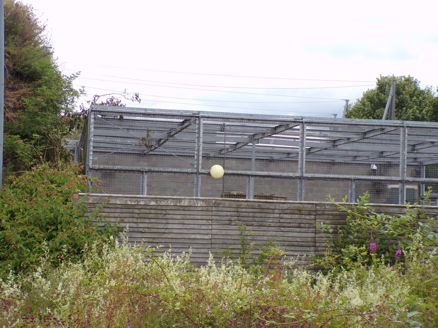 Snow leopard off-show cage 7.7.24