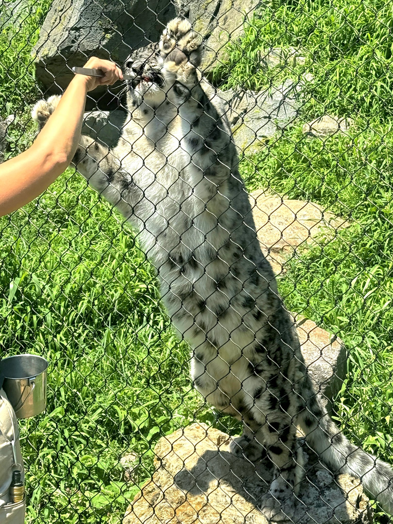 Snow Leopard-Omaha's Henry Doorly Zoo
