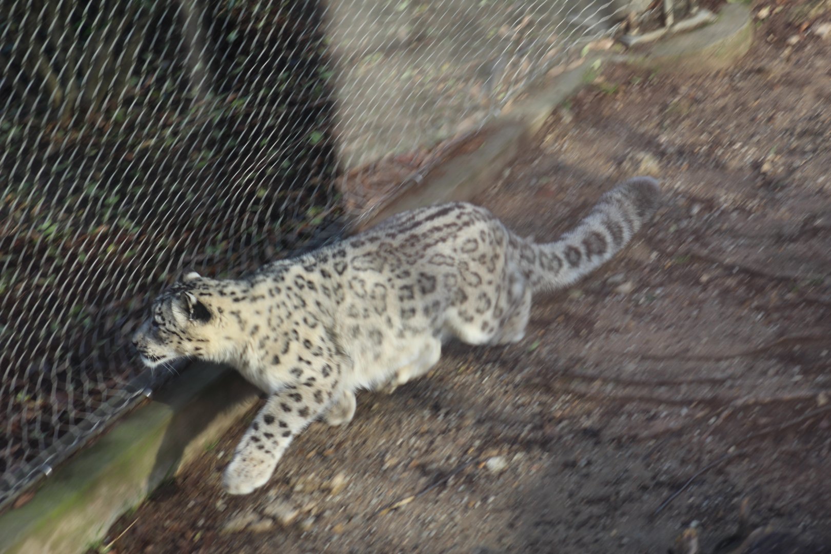 Snow Leopard On The Hunt