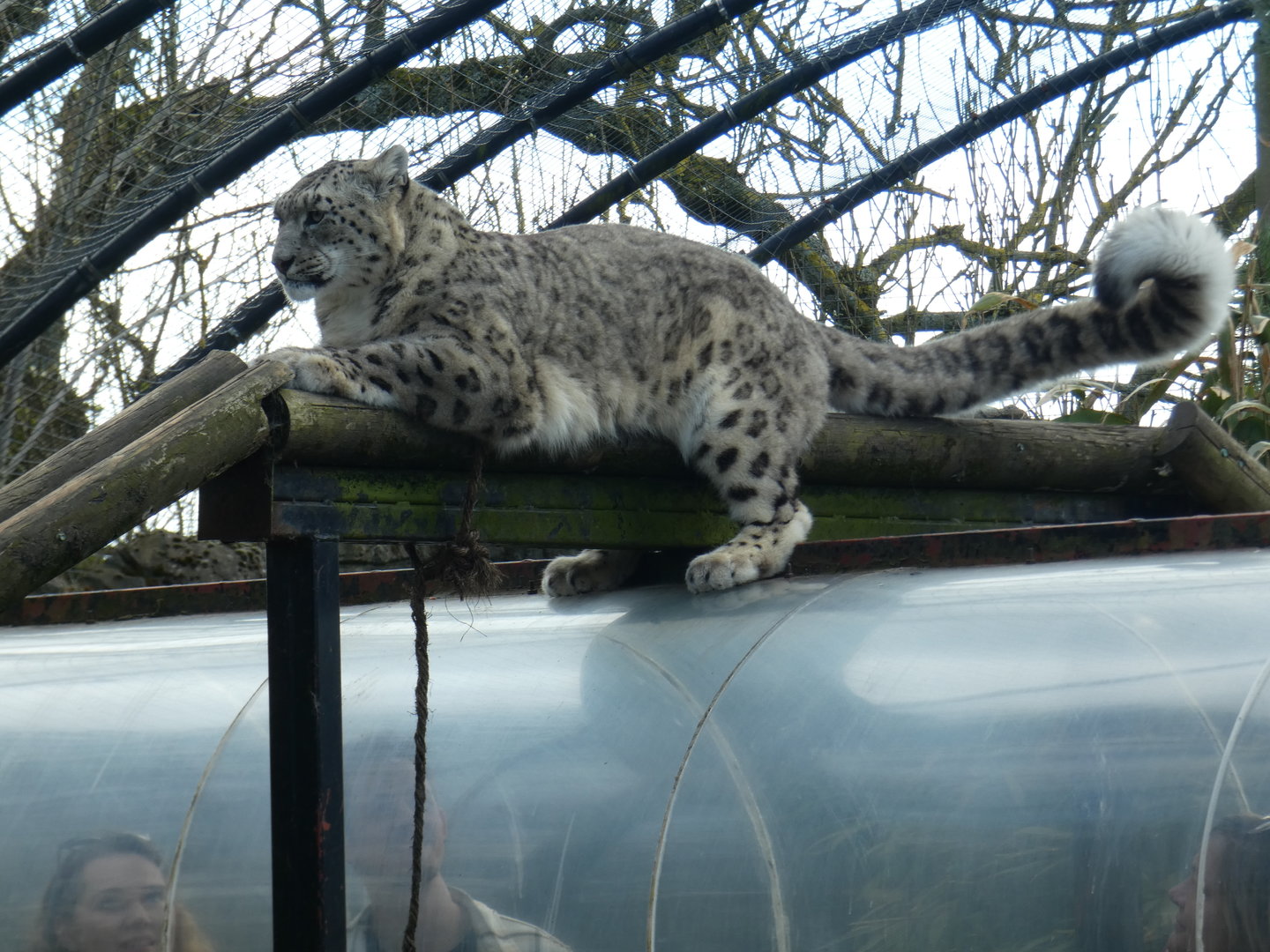 Snow leopard on top of viewing tunnel