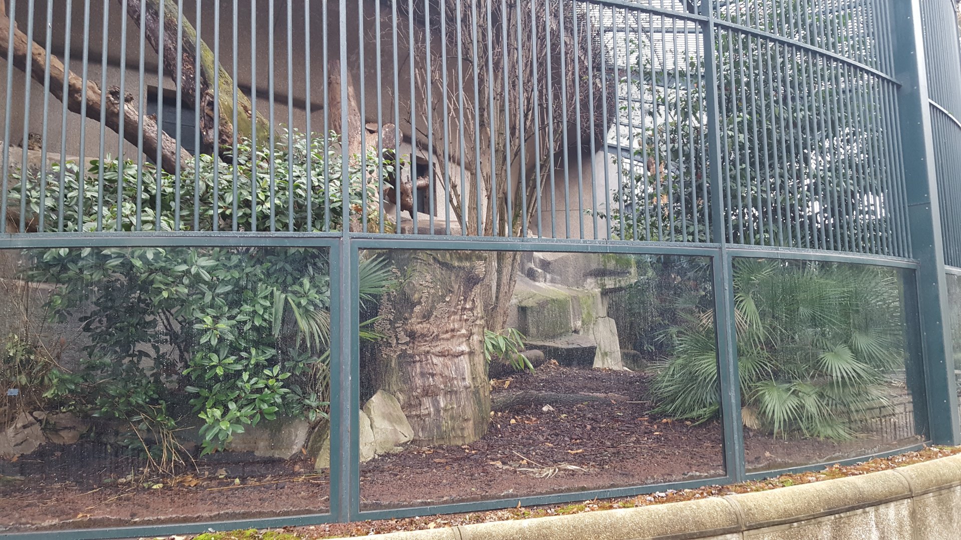 snow leopard outdoor enclosure