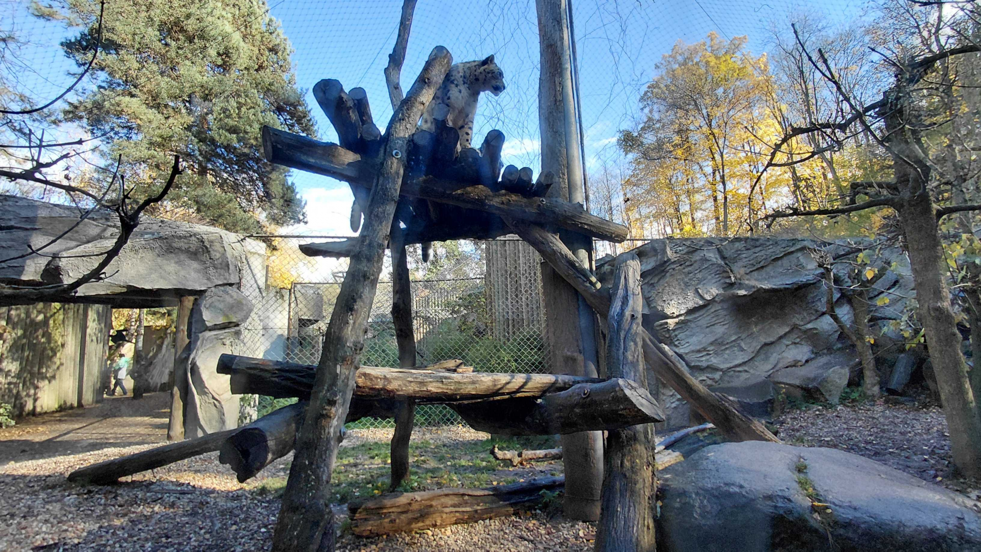 Snow leopard outdoor exhibit #1