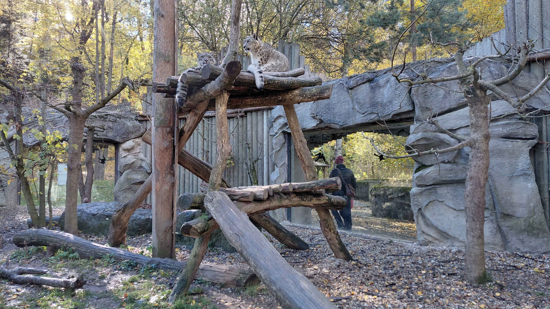 Snow leopard outdoor exhibit #1