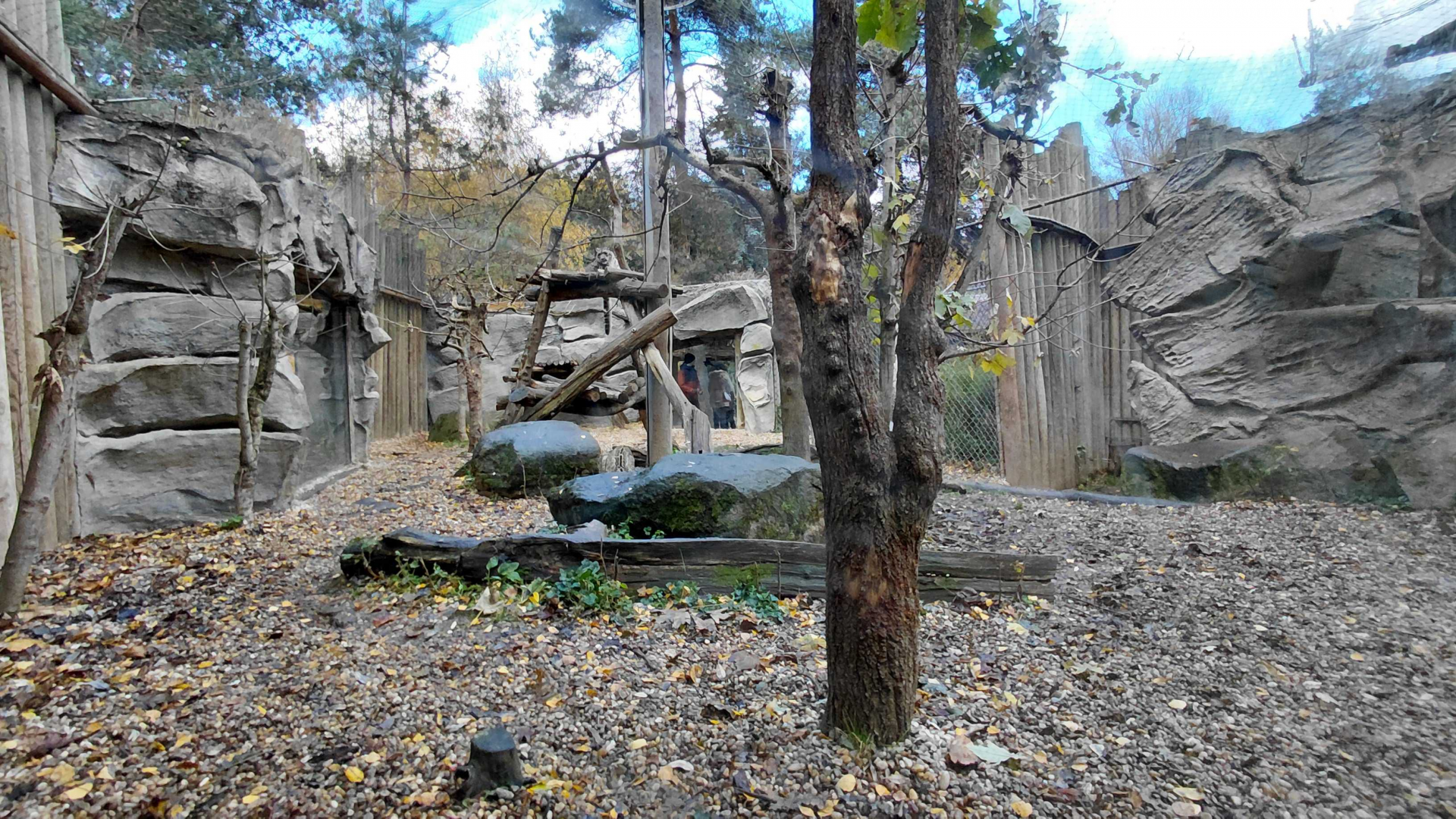 Snow leopard outdoor exhibit #1