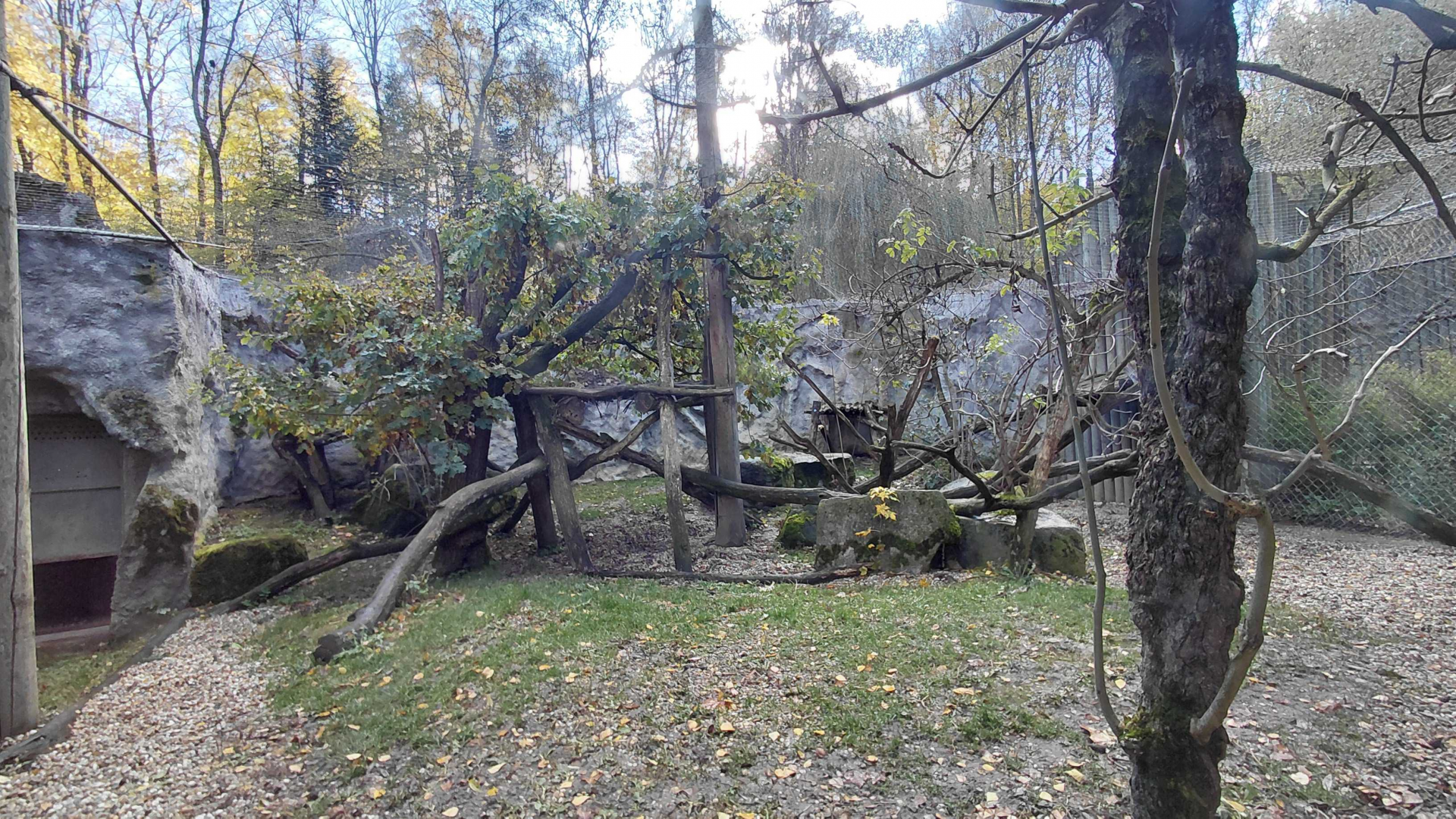 Snow leopard outdoor exhibit #2