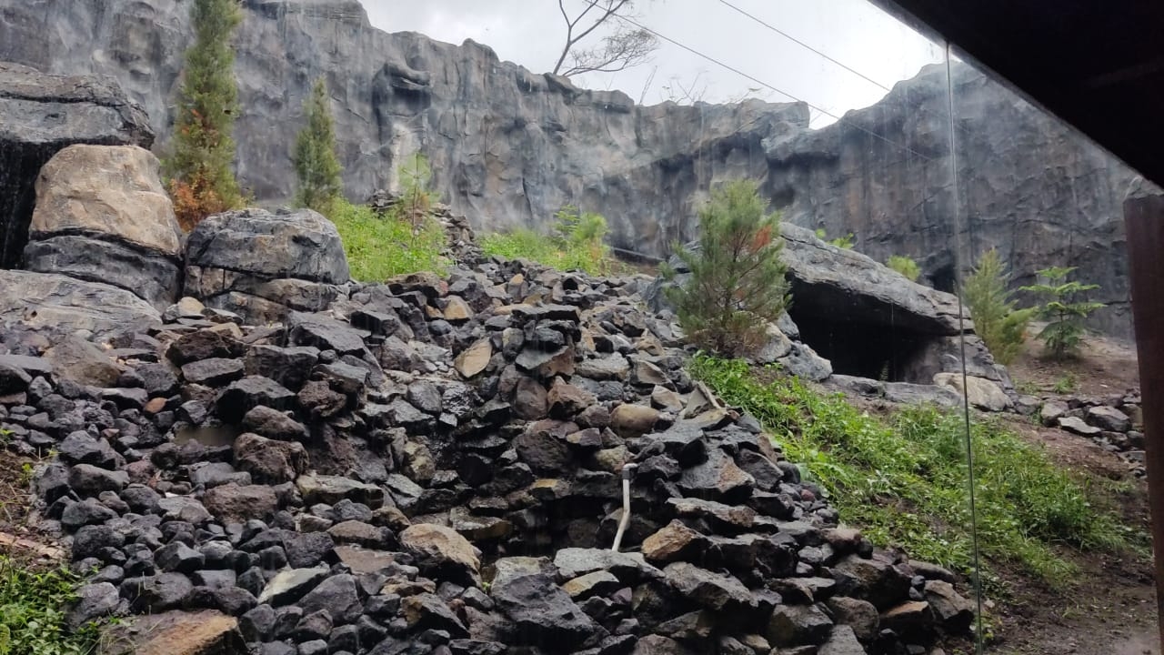 Snow Leopard outdoor exhibit