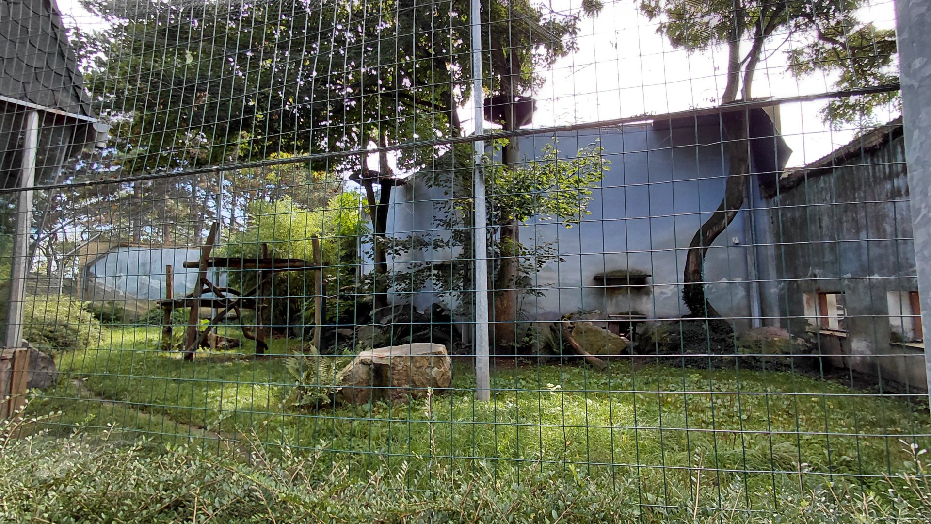 Snow leopard outdoor exhibit