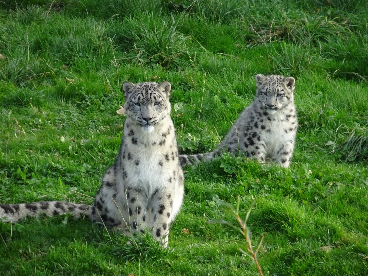 Snow Leopard Padme and cub Qilian