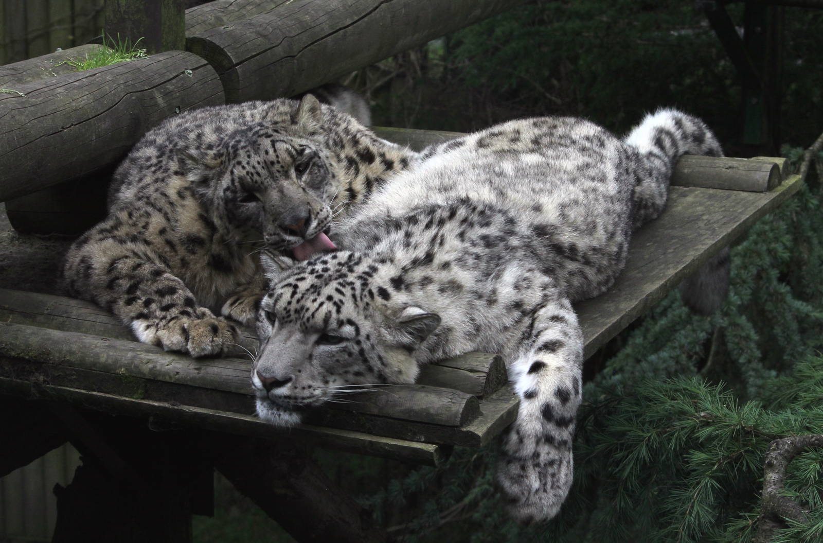 Snow Leopard pair 1-6-14