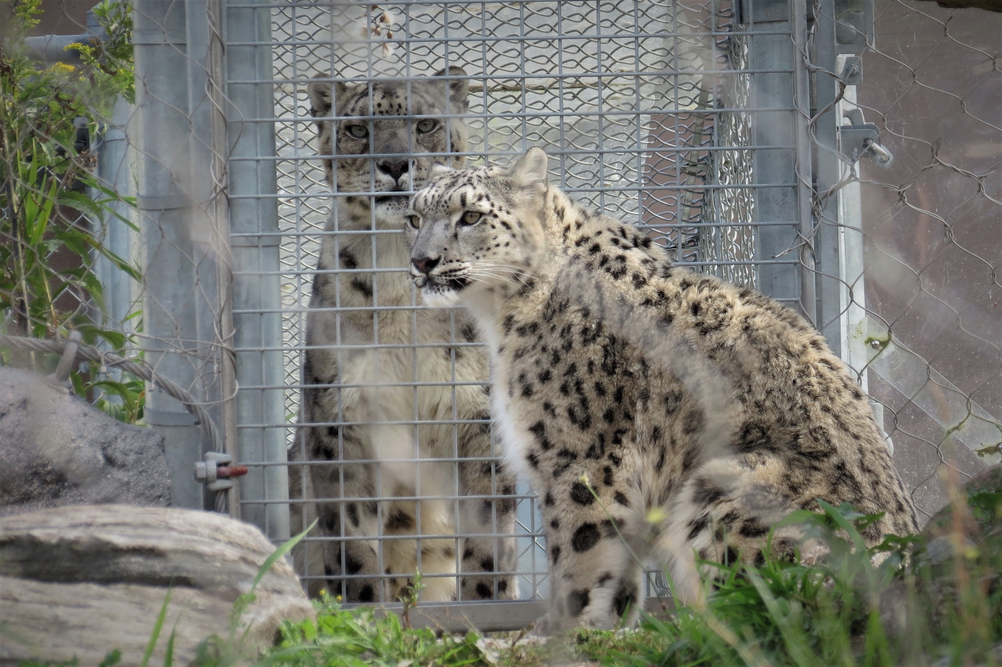 Snow Leopard pair