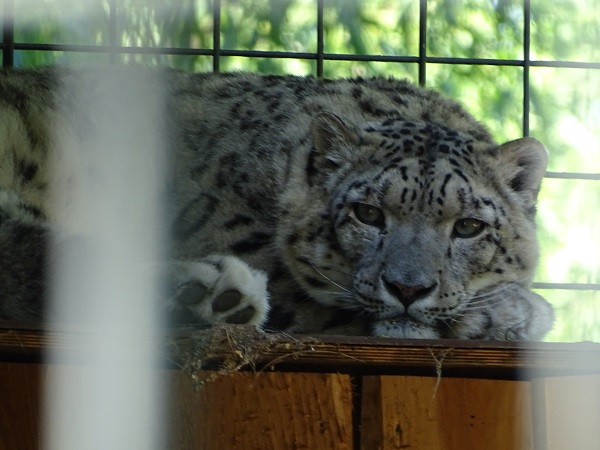 Snow leopard (Panthera uncia) (07/22)