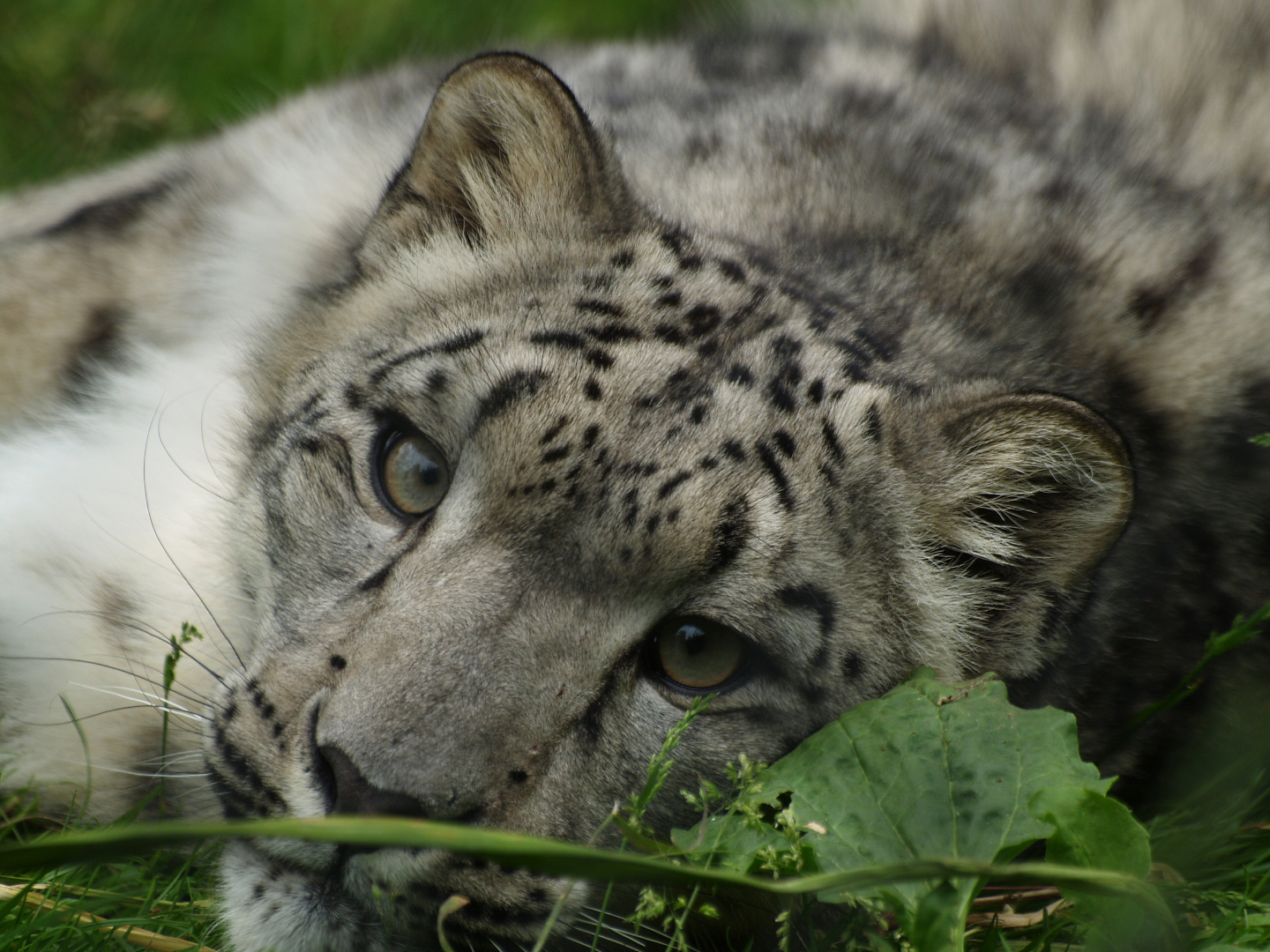 Snow leopard (Panthera uncia), 2013-06-16