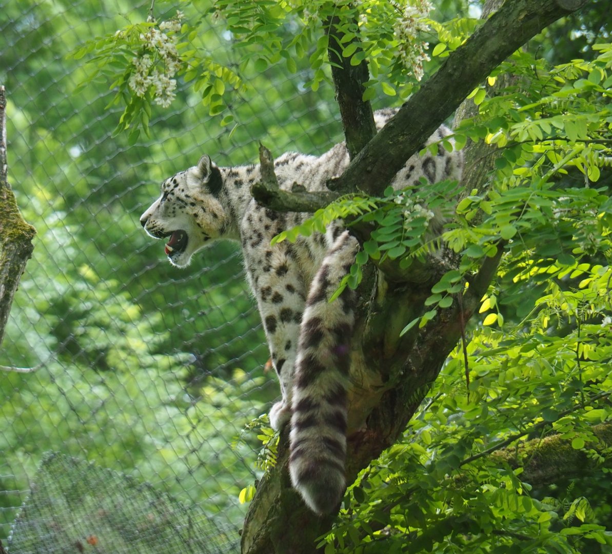 Snow leopard (Panthera uncia), 2019-05-31