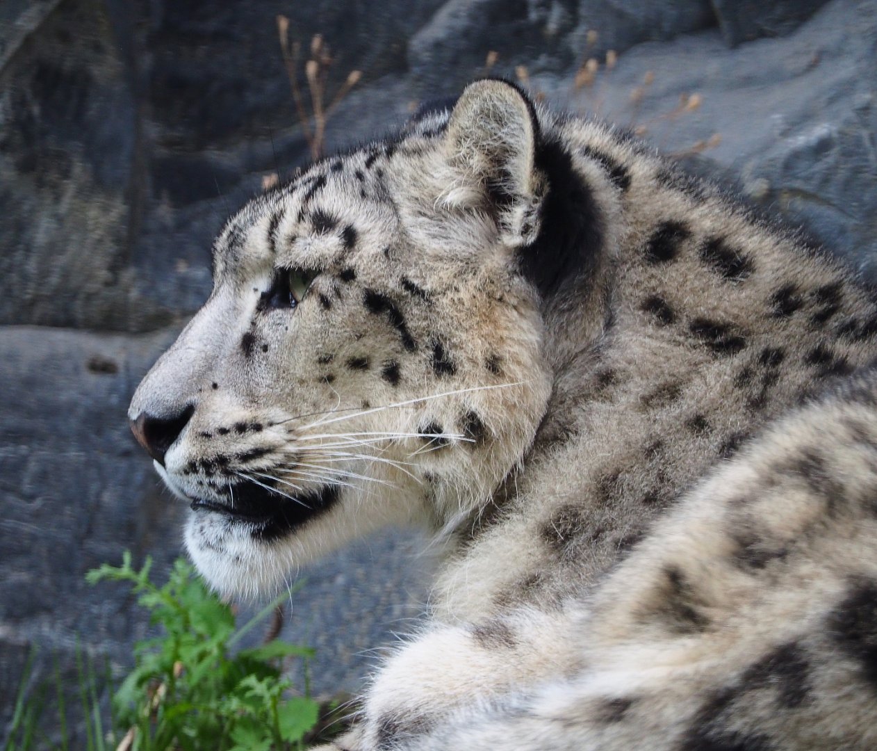 Snow leopard (Panthera uncia), 2019-10-05