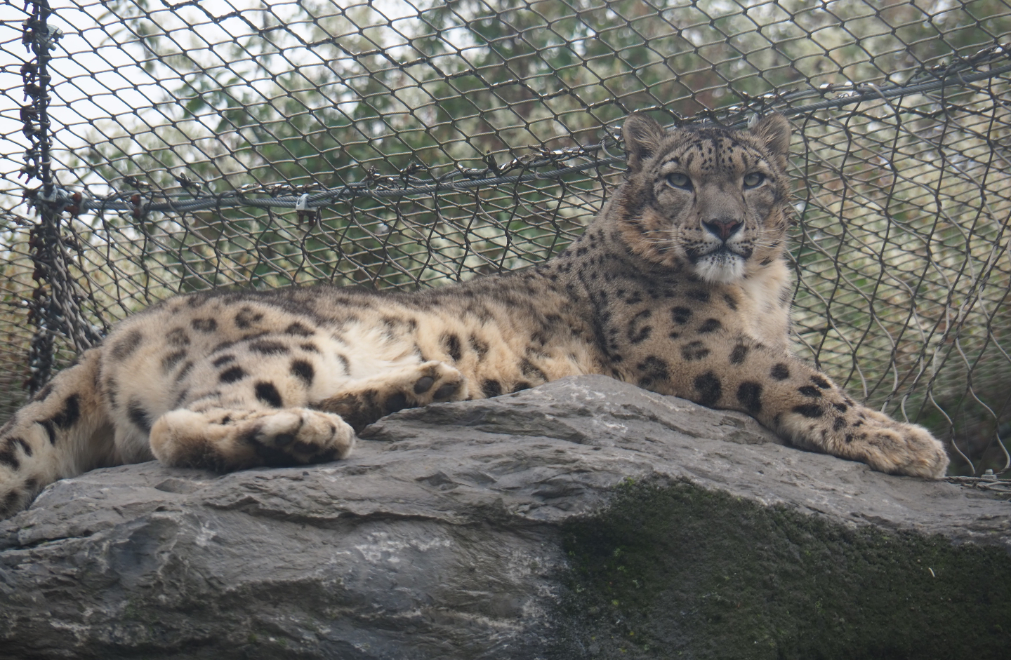 Snow leopard (Panthera uncia), 2019-10-05