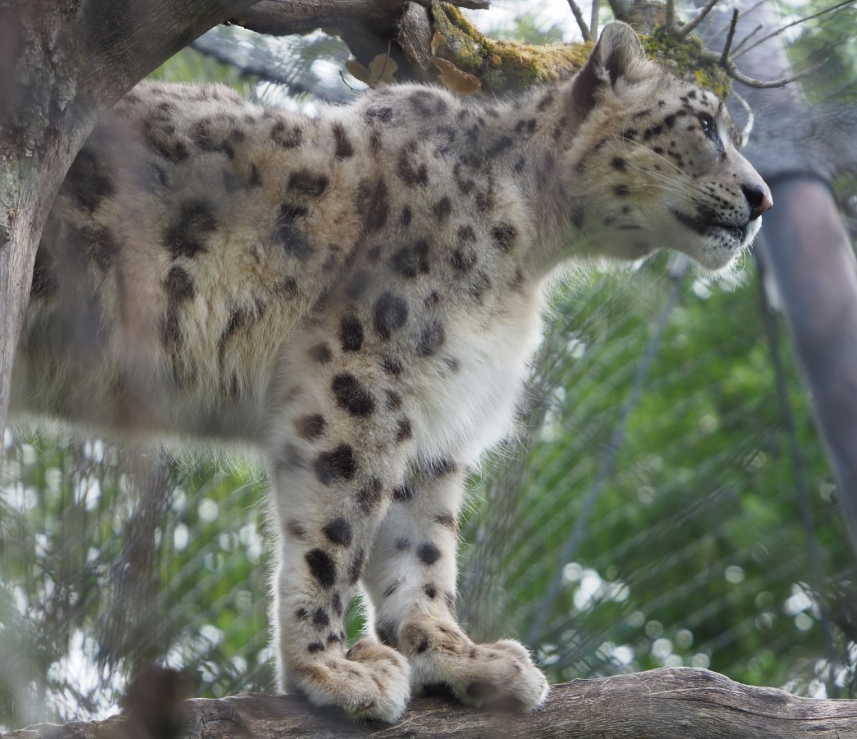 Snow leopard (Panthera uncia), 2020-05-23