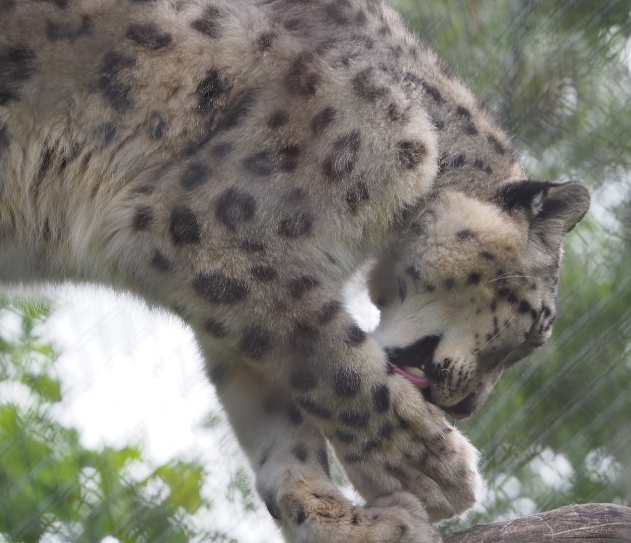 Snow leopard (Panthera uncia), 2020-05-23