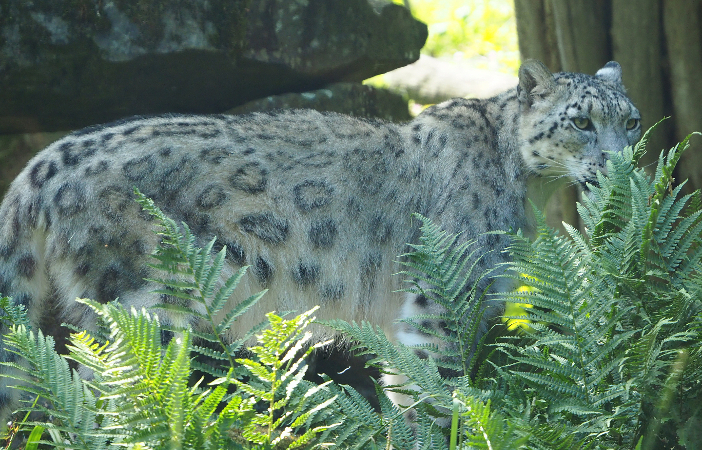 Snow leopard (Panthera uncia), 2020-06-12