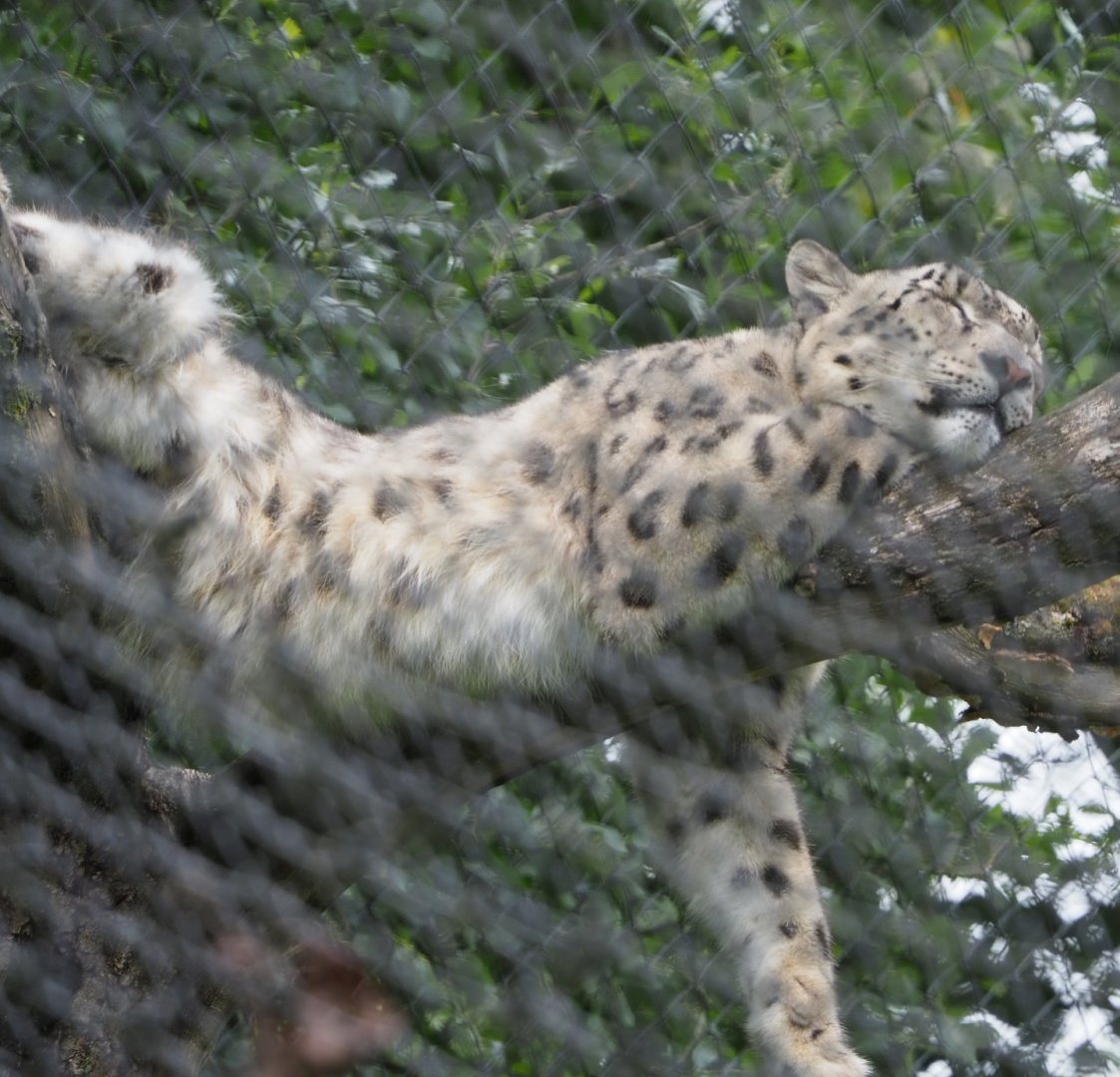 Snow leopard (Panthera uncia), 2020-07-14