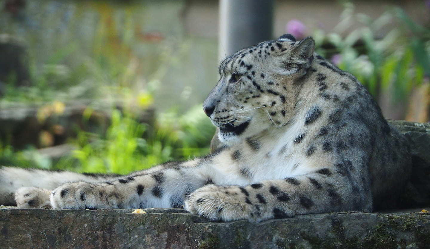 Snow leopard (Panthera uncia), 2020-07-21