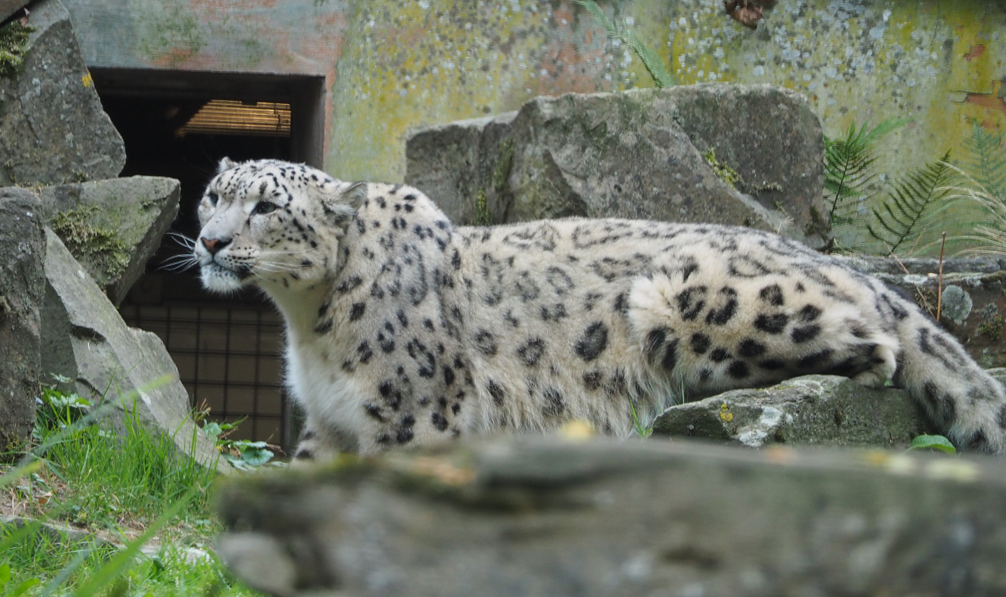 Snow leopard (Panthera uncia), 2020-08-15