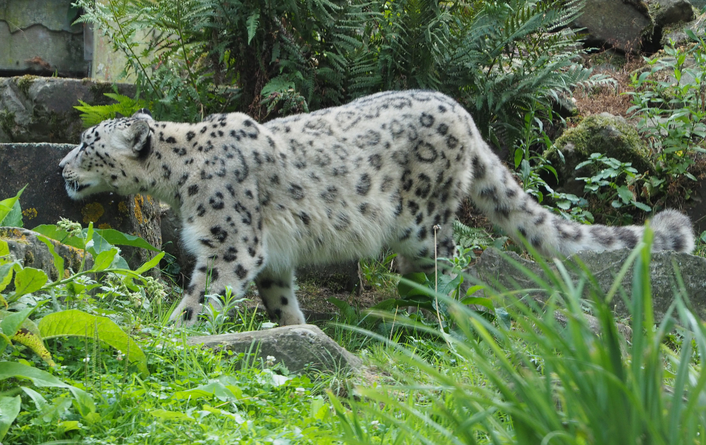 Snow leopard (Panthera uncia), 2020-08-15