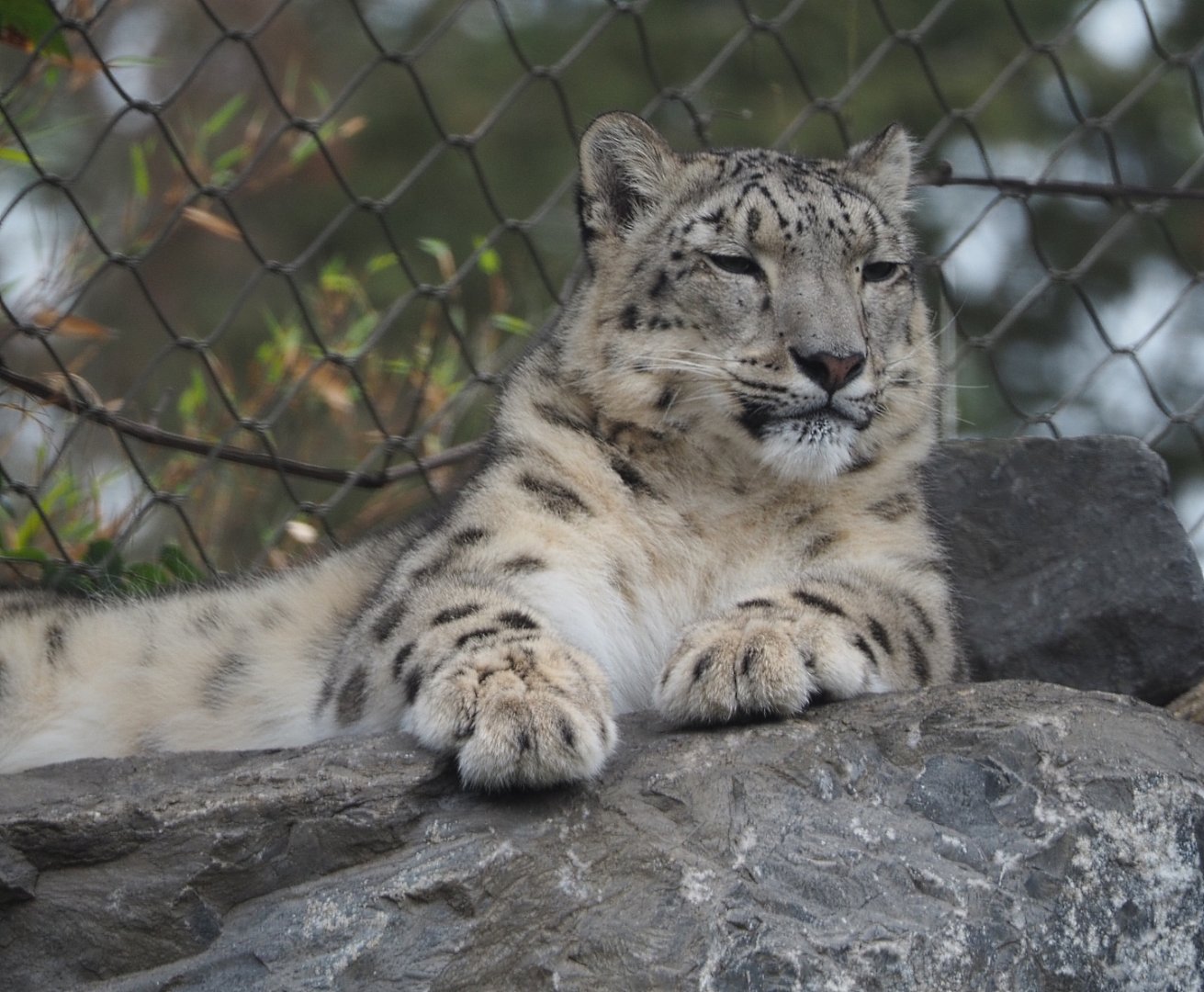Snow leopard (Panthera uncia), 2020-09-03