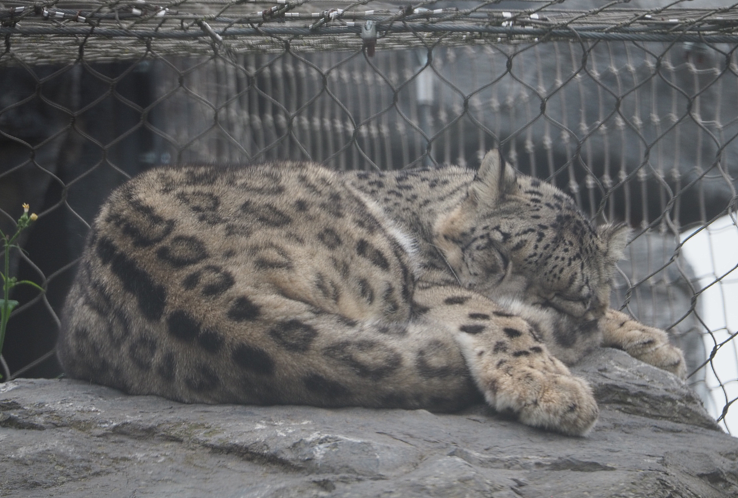 Snow leopard (Panthera uncia), 2020-09-03