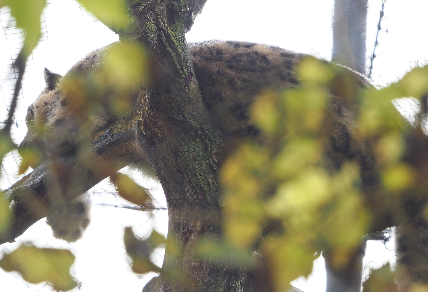 Snow leopard (Panthera uncia), 2021-11-23