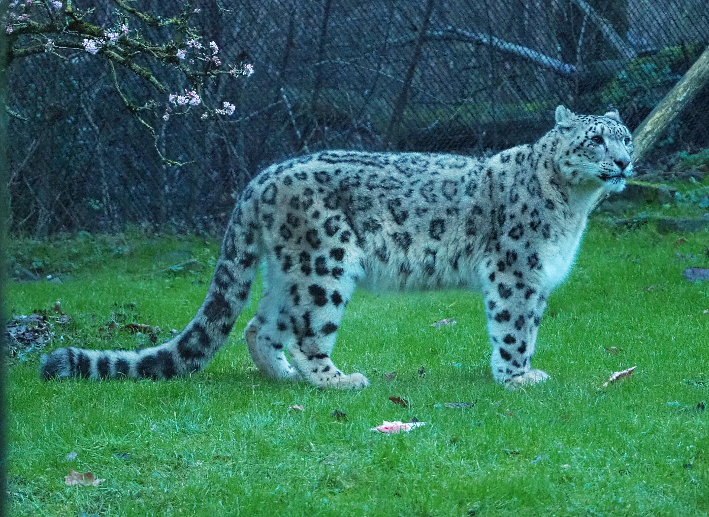 Snow leopard (Panthera uncia), 2022-01-02