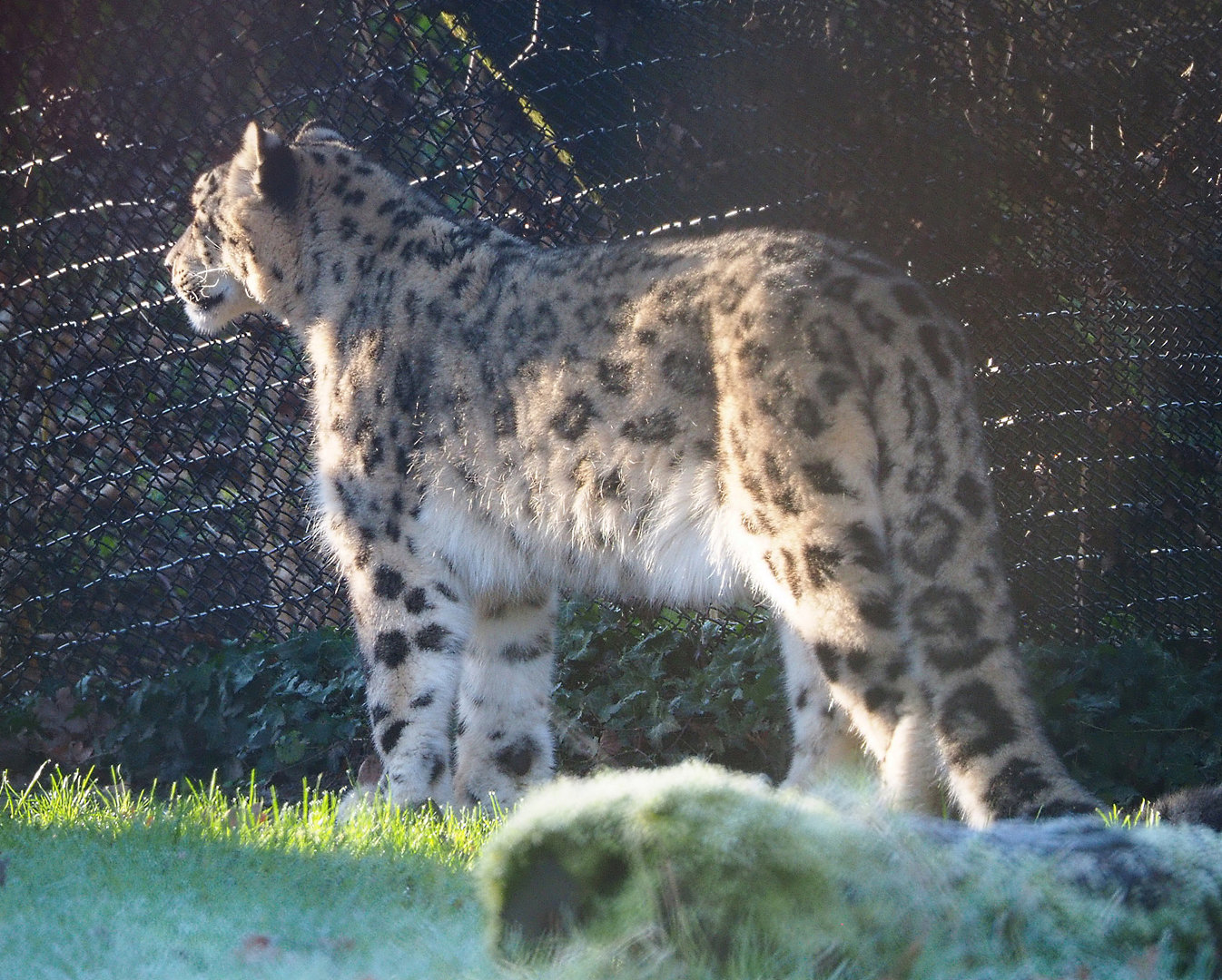 Snow leopard (Panthera uncia), 2022-02-12