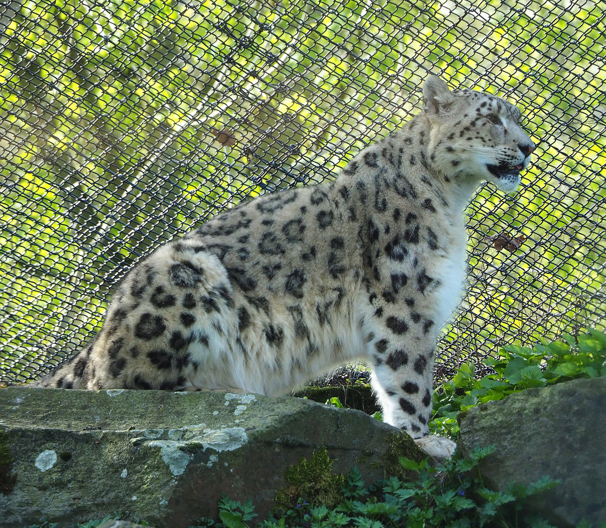 Snow leopard (Panthera uncia), 2022-04-12