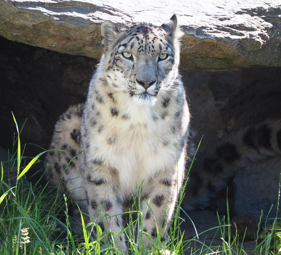 Snow leopard (Panthera uncia), 2022-06-28