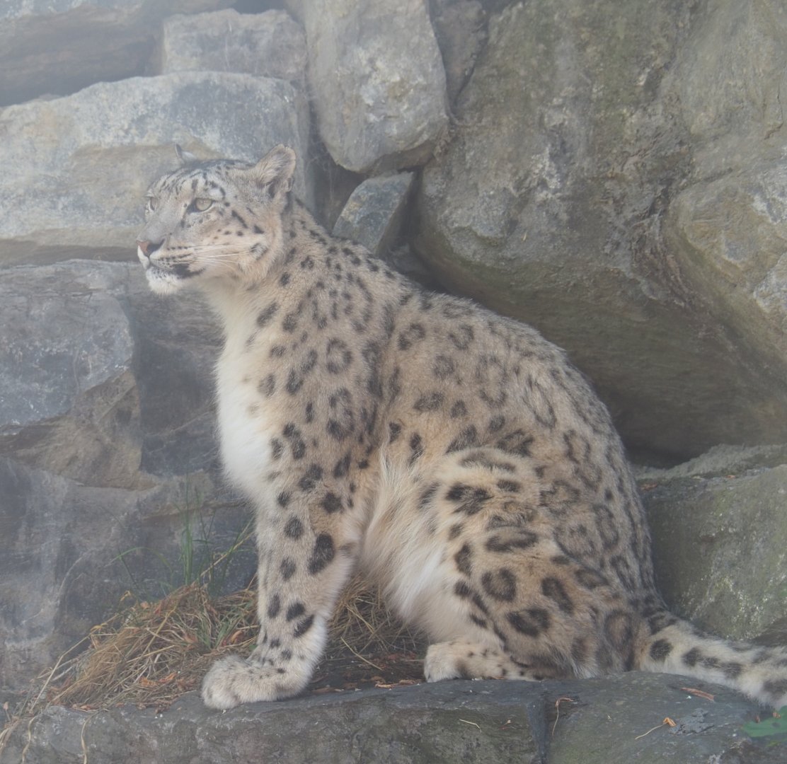 Snow leopard (Panthera uncia), 2022-06-28